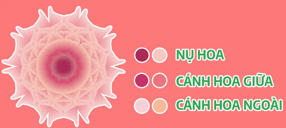 Cách Tạo Bông Hoa Trong Illustrator